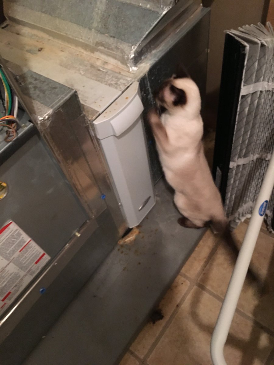 MinnicksHVAC's tweet photo. We occasionally get some extra help on certain jobs. π
#minnicks
#hvaccats
#hvacdogs
#ridealong
#hvacvan
#hvacinspection https://t.co/rY7RS7NT4P