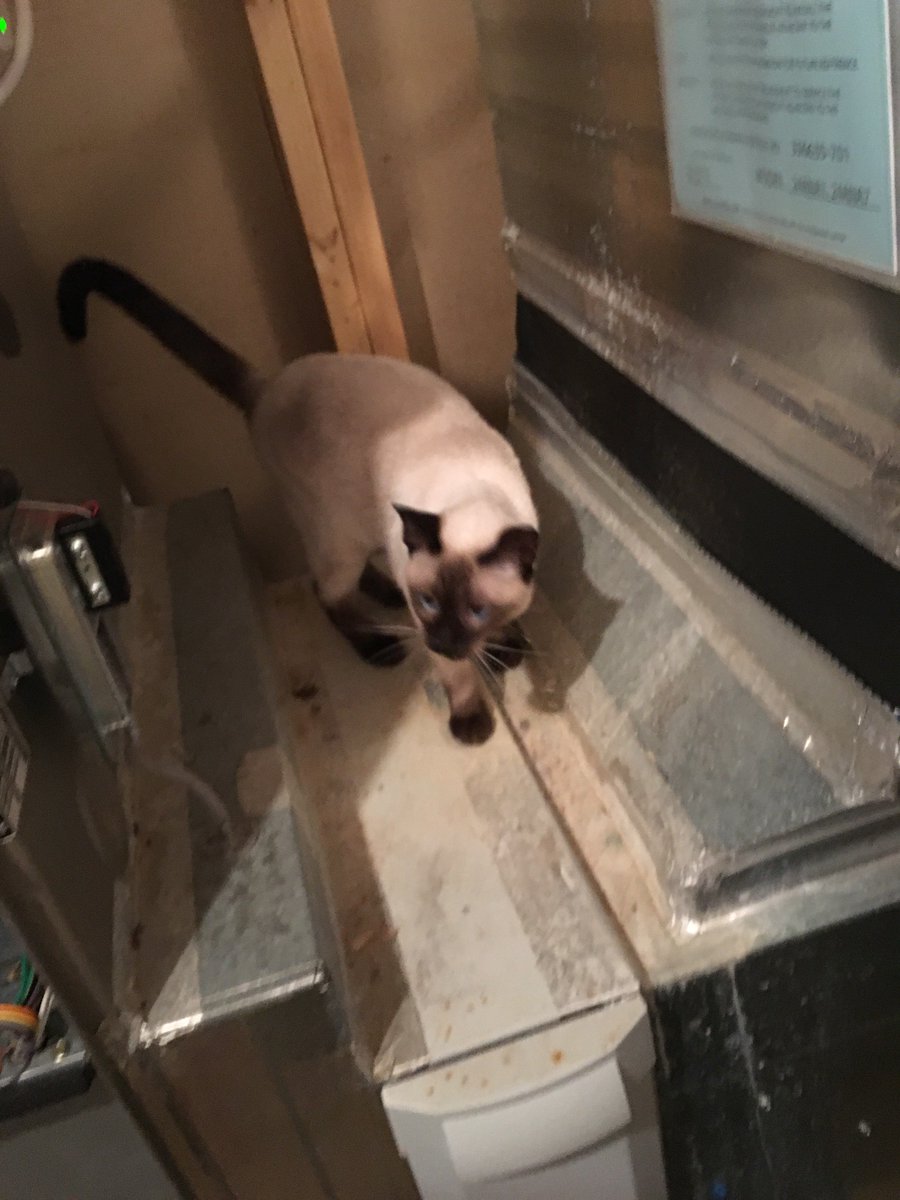 MinnicksHVAC's tweet photo. We occasionally get some extra help on certain jobs. π
#minnicks
#hvaccats
#hvacdogs
#ridealong
#hvacvan
#hvacinspection https://t.co/rY7RS7NT4P