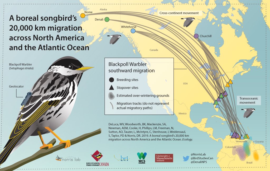 New! In the fall, western-breeding Blackpoll warblers cross the continent and then make a non-stop flight over the Atlantic before reaching their S. American wintering grounds. For some, this an annual migration of more than 20,000 km. #ornithology

esajournals.onlinelibrary.wiley.com/doi/full/10.10…