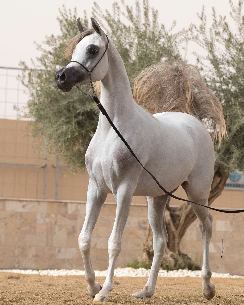 AlSayedStud's tweet photo. الوردة البيضاء #إيرا_دي_إيكسكليبور 
منافسة المهرات في #بطولة_دبي_الدولية_لجمال_الجواد_العربي ٢٠١٩
بكل فخر ملك #مربط_السيد
_______________
#LR_Era_De_Excalibur
Junior Filly Contender at Dubai Championship #DIAHC 2019 with Mr. Arthur Nascimento.
Owned by #ALSAYEDSTUD https://t.co/zheL0omgLp