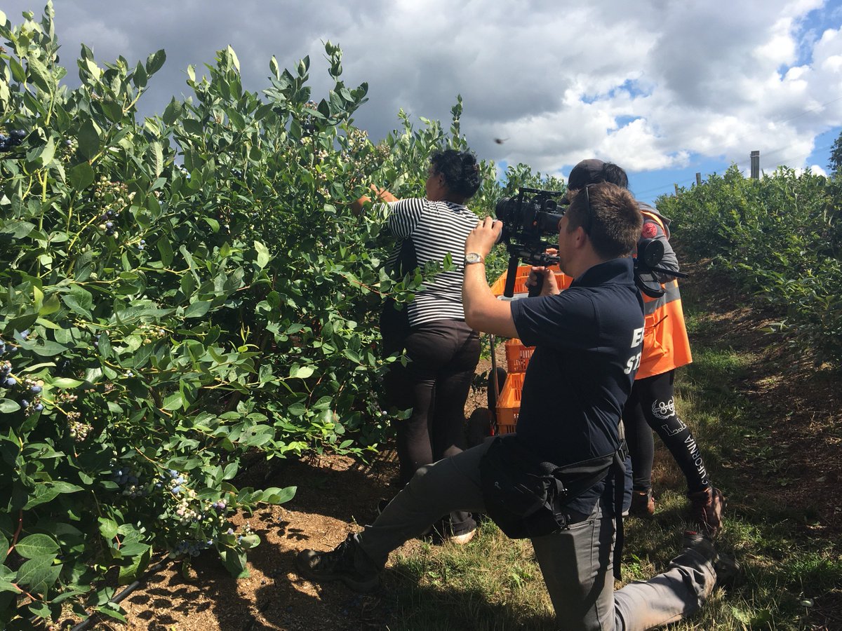 AHDB_Hort's tweet photo. New & improved induction video to help growers develop essential skills in their workforce.
'Becoming a champion picker' now available in English and 7 foreign languages.
https://t.co/ATjf6QNoFW
#smarthort #champion #labour https://t.co/MeoipsVast