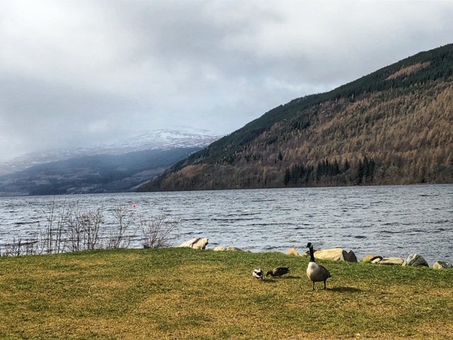 This "odd" but cute family is a daily visitor at Taymouth Marina. 
Have you spotted them yet ?