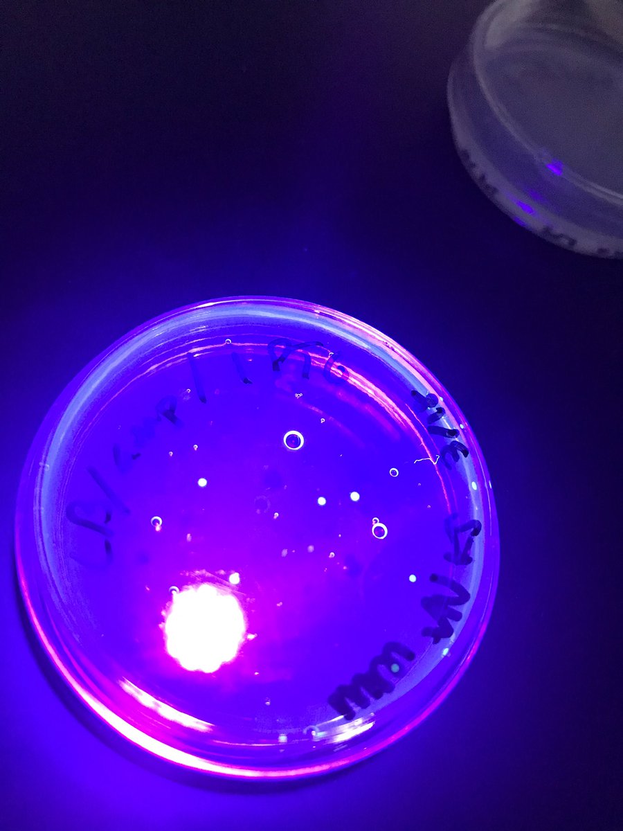 Magvinicent's tweet photo. #rhsbms 4.1.2. Transformed bacteria @mackenziemcgrew @kaileeannjsmith https://t.co/3vQUIdakfE