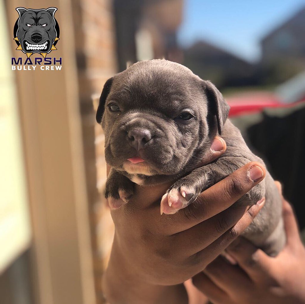 Marshbullycrew's tweet photo. These Fooliboy x Myaa Pups are getting better by the day 🦴🐾🐾🔥🔥🔥🔥 PUPS ARE STILL AVAILABLE AT THE MOMENT !!!!
#Marshbullycrew #bullybreed #bullies #pocketbully #americanbully #worldstarbully #htx #americanbullies #miagiblood #duecebigalowblood #forsalenotonsale https://t.co/2bIgHDl71R