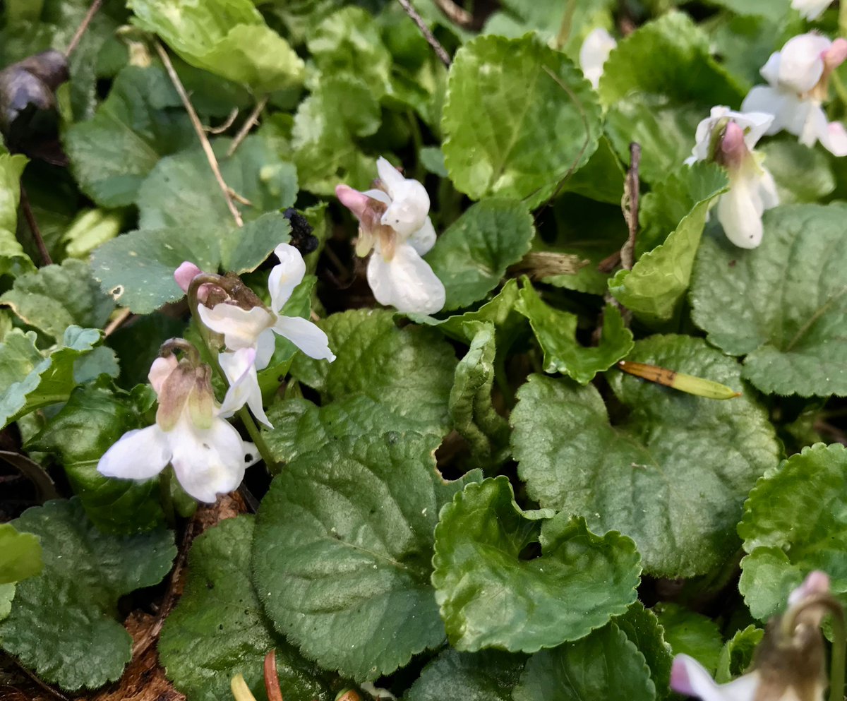 ardingtoncrafts's tweet photo. Sharing some lovely appearances from the Ardington School #gardens for a little creative inspiration! #hellebores #sweetviolets https://t.co/cZgiBFbL7n