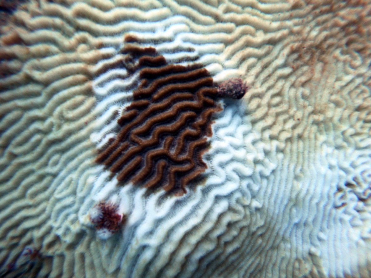 VI_EPSCoR's tweet photo. Coverage of the presumed stony coral tissue loss disease continues with a public meeting on St. Croix on 3/21/2019 6pm-8pm at Fort Frederik in Frederiksted. Learn about ongoing research and how to prevent further spread! #USVISCTLD #OurOcean #SCTLD #VIEPSCoR #DPNR #VIStrong https://t.co/elDTVA8SAt