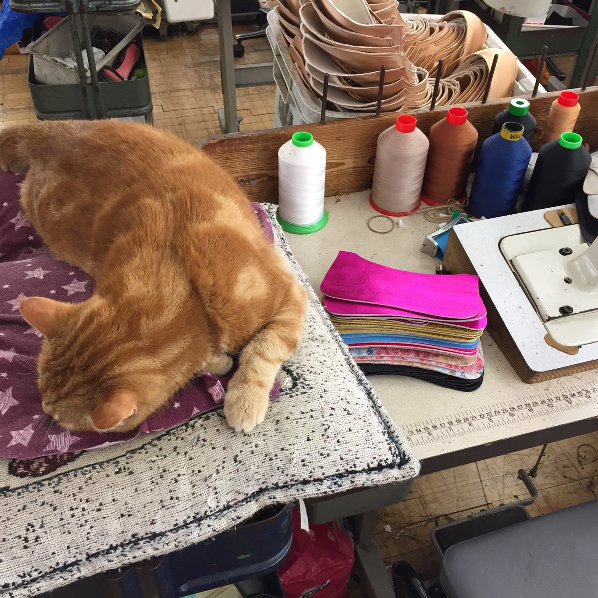 vevianlondon's tweet photo. Another day at the factory and not everyone works #factorycat #cat #workcat #eastlonton #leyton #vevian https://t.co/kEWbQn61gJ
