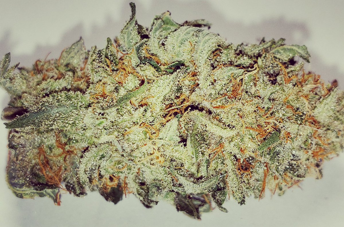 LegalPeaces420's tweet photo. Bout to get lit on that new EL Fuego 🔥🔥🔥
#legalpeaces #medicalmarijuana #medicinal #fire #elfuego #weedporn #weed #420 #420girls #420life #beautiful #420daily #weedgirls #weed🍁 #weed🌿 #canabis #naturalpainrelief #medical https://t.co/ddAtNi9mDP