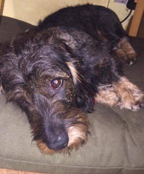 millypod1's tweet photo. ๐14 MAR 2019. GIN #Lost #ScanMe #SausageArmy
Black & Tan Wire Haired Dachshund Male
Denham Golf Club #HigherDenham #Buckinghamshire #Bucks #UB9 https://t.co/cuiVxRtCqB https://t.co/lkKYlXNKfI