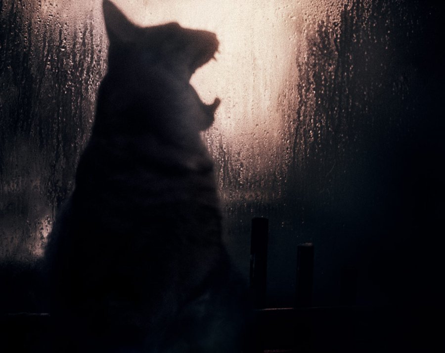 oxfordamerican's tweet image. “She watched the Kitler closely, but it mostly slept, waking only when she played the Police’s 'Message in a Bottle' while making her morning coffee.”

—From “The Kitler,” an essay by @DrAminaGautier from our archive. Art by @alexandermissen #Issue98 

ow.ly/6m2430o5Ba8