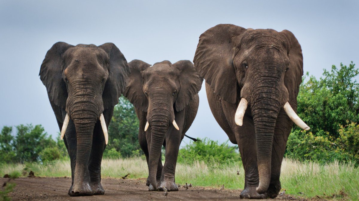 PeopleAlchemy's tweet photo. The elephants that stop learning happening via @charitylearning #learninganddevelopment #LDstrategy https://t.co/pZB5xIHITz https://t.co/vsQ1NcgMCI