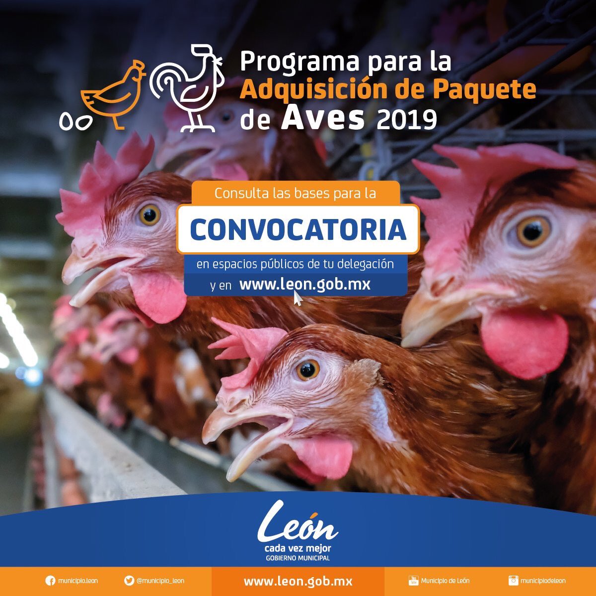 RodolfoPonceAvi's tweet photo. Seguimos impulsando el desarrollo de la economía de nuestras familias. Con el Programa de Ganadería de Traspatio hemos reactivado a nuestras comunidades. #Informate y checa las bases con el promotor, en la página Web o directamente en las oficinas. #LeónCadaVezMejor https://t.co/D7Aglj7qdx