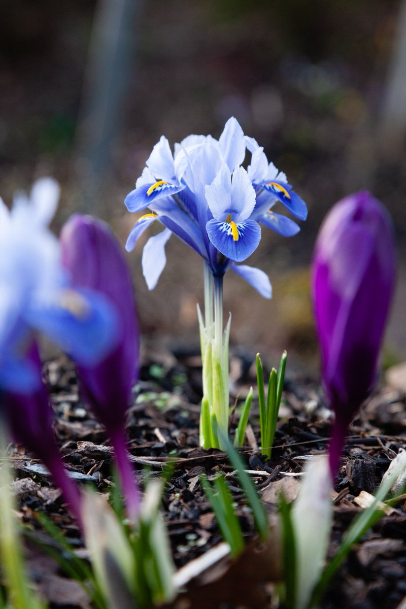 LGartenblog's tweet photo. #Iris reticulata (#Netzblattiris)
#langhirt #gartenblog #langhirtsgartenblog #hülzweiler #saarlouis #saarland #saarlorlux #blumenzwiebeln #irisreticulata #gartenfotografie @BastianLanghirt https://t.co/KYl8YwuCwD