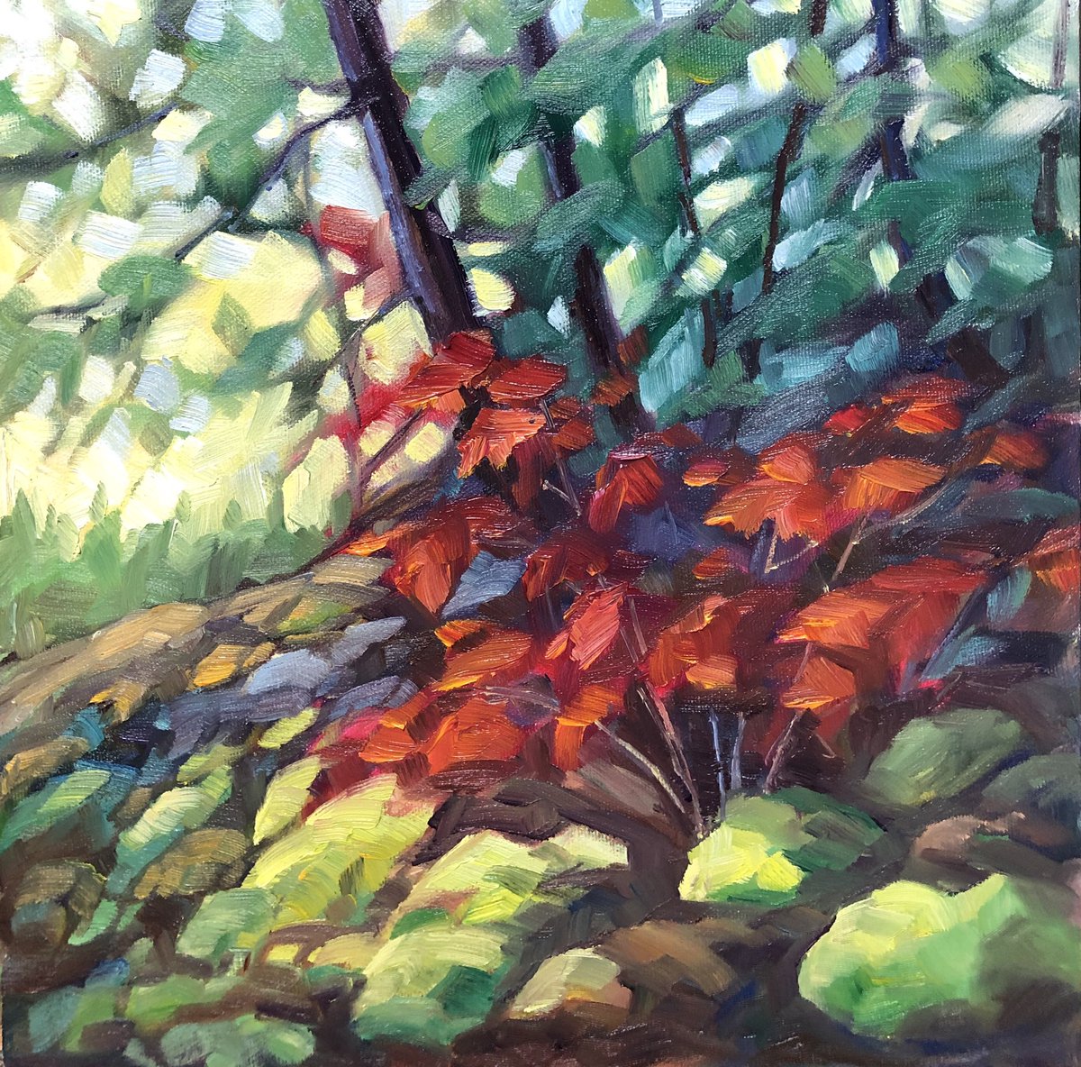 BGrantonArtist's tweet photo. Have you ever noticed the way the morning sun lights up the mossy forest floor? Forest Floor 12x12” oil on canvas. #msukoka #canadianartist https://t.co/0u92iFSGii