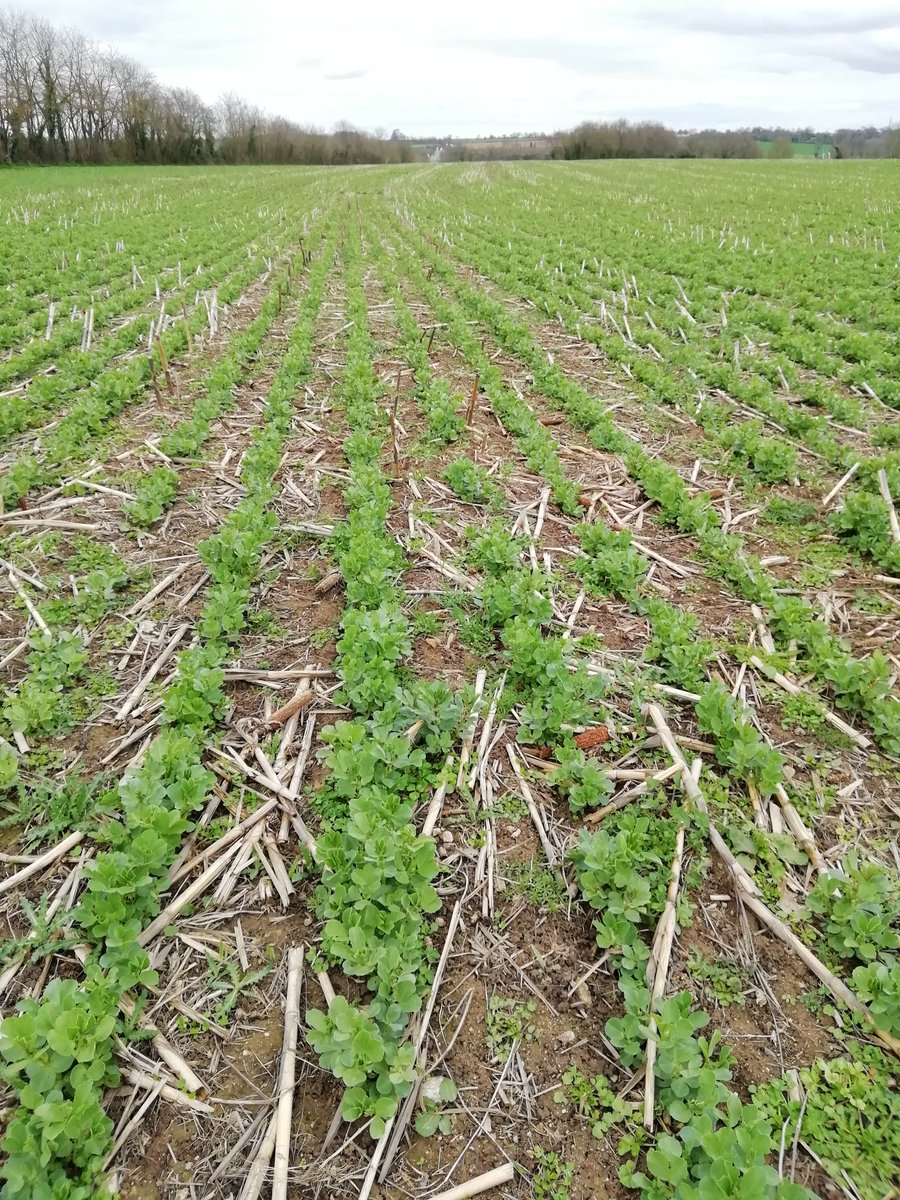garsdherault's tweet photo. Il va être temps de biner... et de jurer. #bineuse #binouse #feverole #notill https://t.co/jzED0nXl2v
