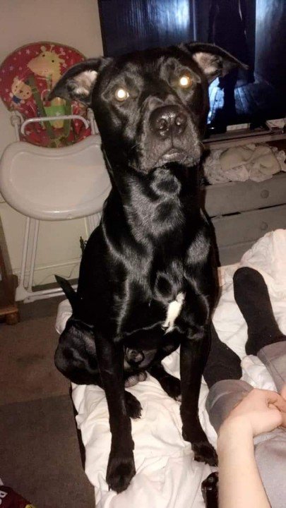 BorisMorrisVan's tweet photo. Pebbles is #missingdog in #Sandown #IsleofWight running between beach, Heights, Los Altos and Tesco at Lake. #RetweetPlease @comehomecharlie https://t.co/YDpGmTmtET