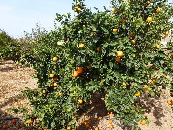 griechisches's tweet photo. #grenuss = Genuss in Griechenland: Zitrusfrüchte und Kumquat https://t.co/b1BocbRirj https://t.co/dmWiJ7VpDM