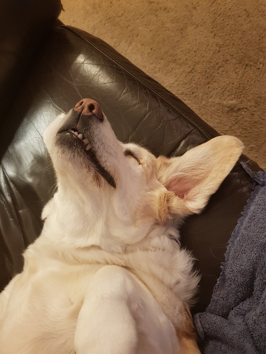 TheBowers78's tweet photo. It's not always in the morning I get this face 😁😂
#chopsout #Sleepyhead #dogsoftwitter https://t.co/7p43s8af4K