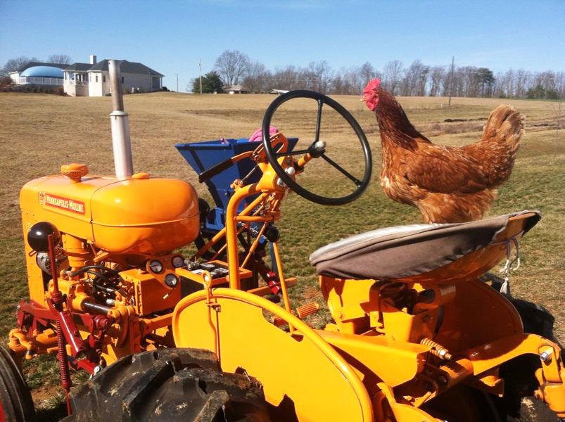 Happy #NationalPoultryDay!  Just #HenningAround. #BabyYouCanDriveMyTractor One of my laying hens determined to drive my #MinneapolisMoline. Photo submitted by Jeffrey Todd Lee of Virginia.  #NewPartsforOldTractors #FarmLife #CrazyHen #SteinerTractorParts #FirstDayofSpring