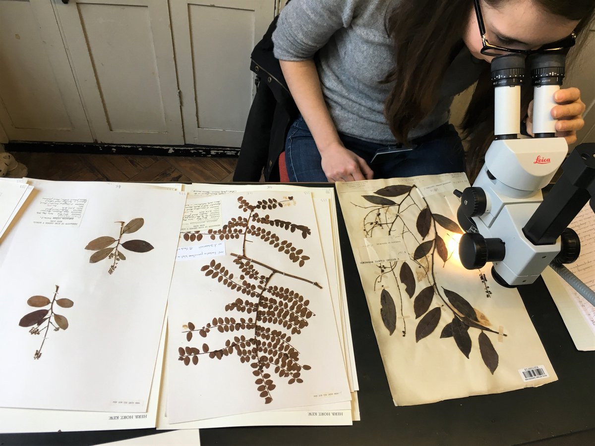 On this #TaxonomistappreciationDay here is Anne Dubearnes checking identifications and doing a taxonomic revision of Malesia Embelia for her PhD. #herbariumlife