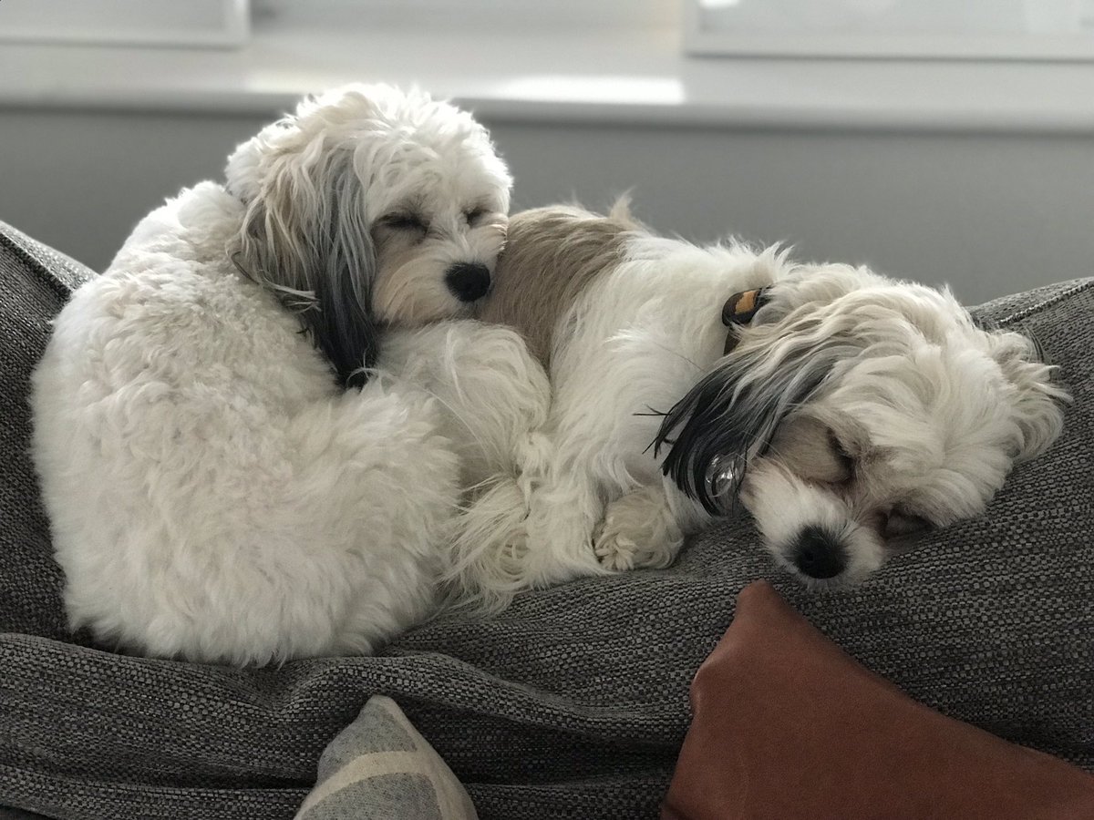 SuzzledMind's tweet image. I need as much help as I can get with 5 mucky pups! 😮🐾 #FlexClean