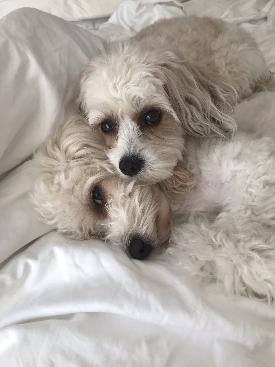 SuzzledMind's tweet image. I need as much help as I can get with 5 mucky pups! 😮🐾 #FlexClean