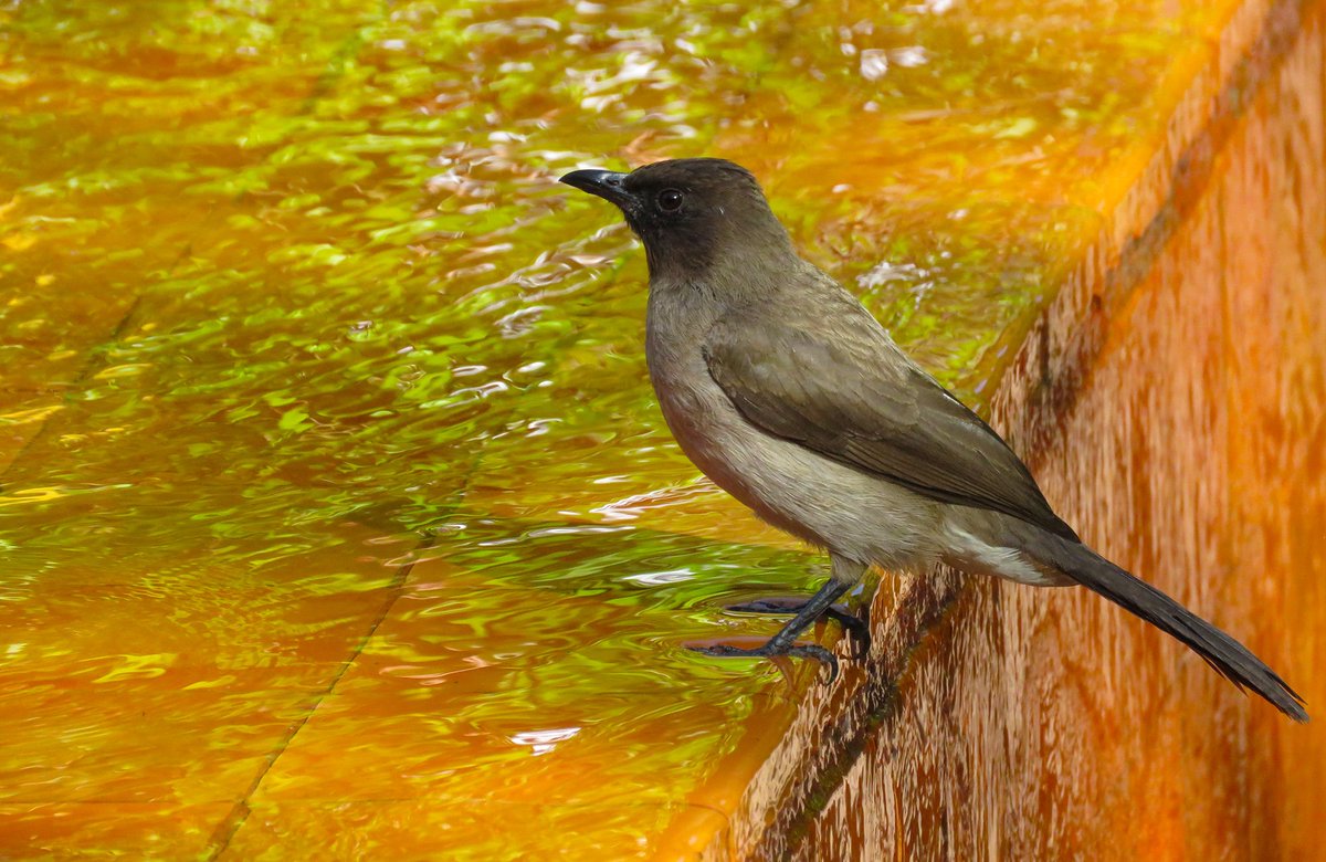 KarolyNagy's tweet photo. #CommonBulbul (Pycnonotus barbatus) #Marrakech #Morocco 18/03/2019 https://t.co/I9oU5TO8Dz