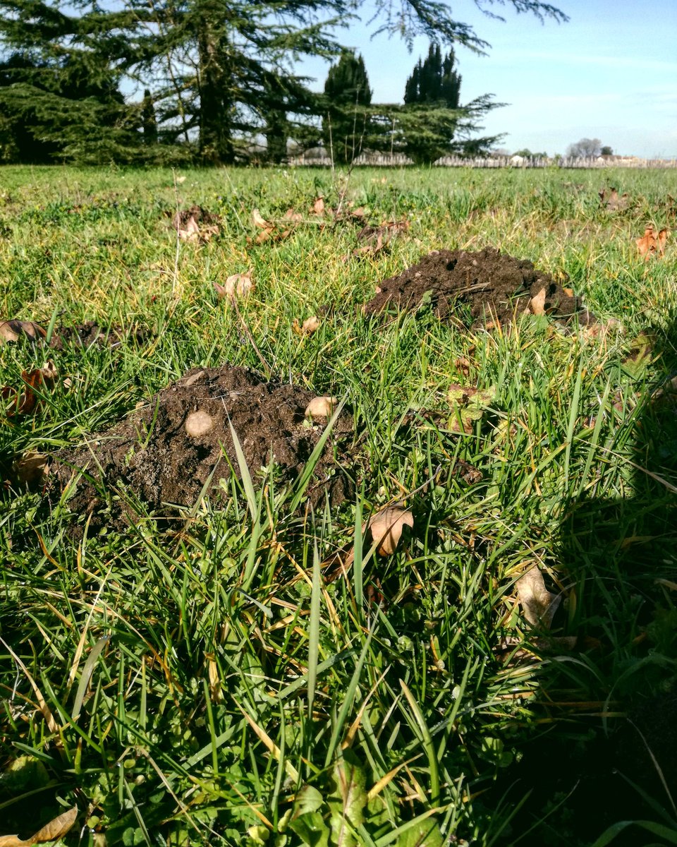Château du Tailhas tweet media