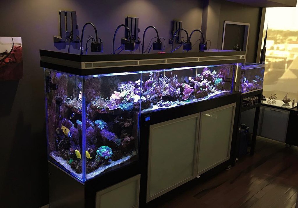 Kessil's tweet photo. We look at this tank from @coralcavett and all we can say is 😍

💡 6 x A360WE Tuna Blue https://t.co/DhepnTQlBs