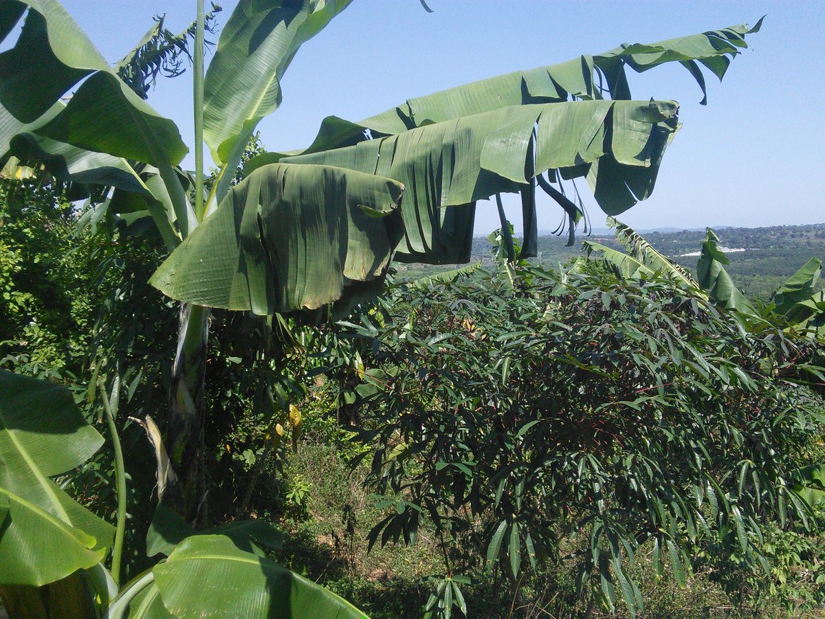 MukisaProperti1's tweet photo. LAND ON MASAKA ROAD : 20M (US$ 5,500) per Acre
Buy these 23 acres of titled land at Kamengo (minimum 10 acres)
- 40km from Kampala, almost on tarmac 
- Suitable for a commercial estate, country home, school etc
Contact: 0706799099 ( Watsapp), 0708513535
 #Land #Uganda #EastAfrica https://t.co/oMYoJYKNIu