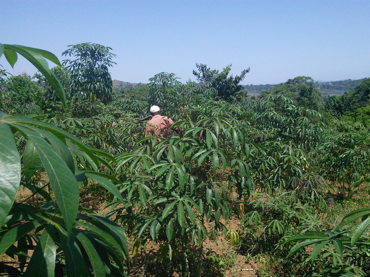 MukisaProperti1's tweet photo. LAND ON MASAKA ROAD : 20M (US$ 5,500) per Acre
Buy these 23 acres of titled land at Kamengo (minimum 10 acres)
- 40km from Kampala, almost on tarmac 
- Suitable for a commercial estate, country home, school etc
Contact: 0706799099 ( Watsapp), 0708513535
 #Land #Uganda #EastAfrica https://t.co/oMYoJYKNIu