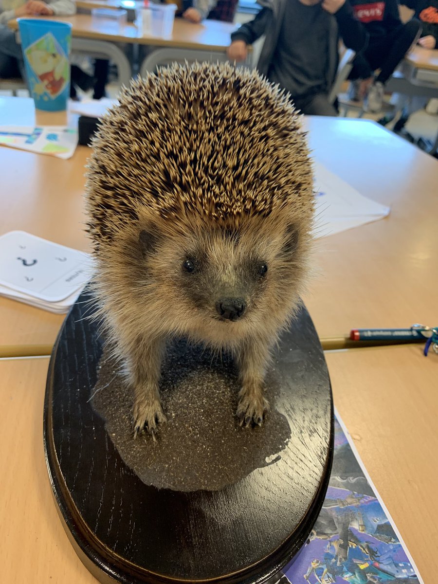 Groep6cQ's tweet photo. Een geweldig gave gastles van @museumnaturalis gehad! Vooral de opgezette dieren maakten veel indruk! Nu nog meer biologen in de dop.... #Naturalis #biodiversitycenter https://t.co/evkNLOXds2