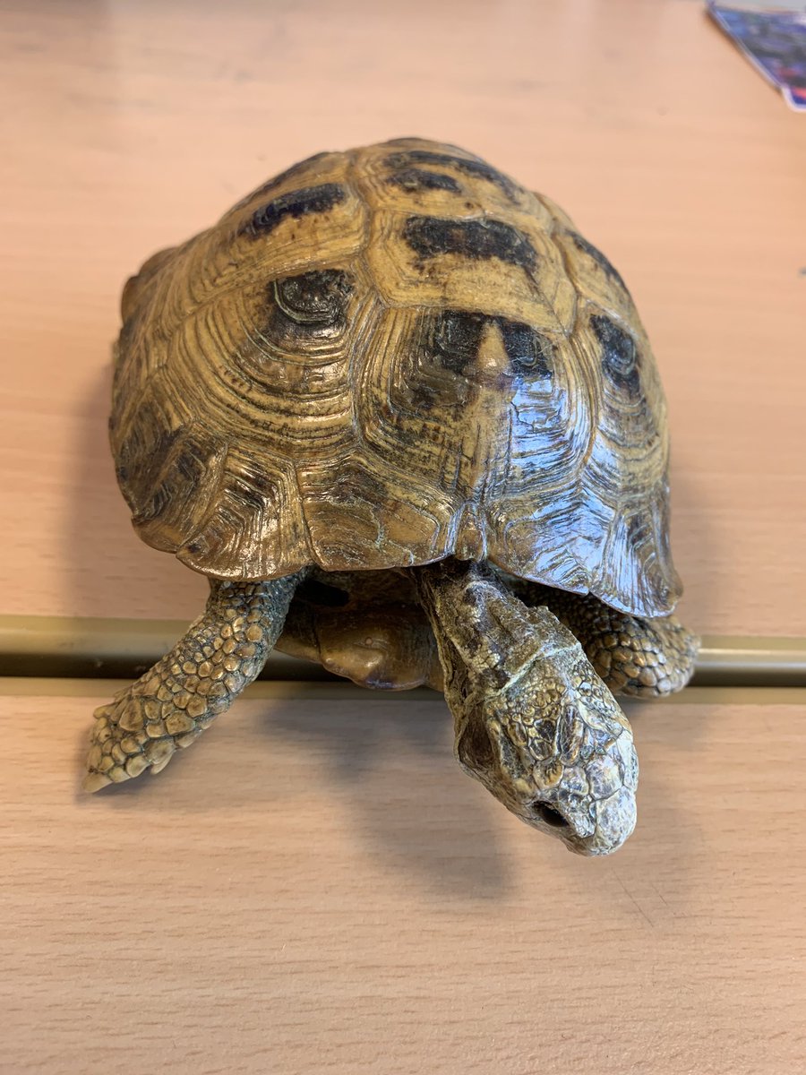 Groep6cQ's tweet photo. Een geweldig gave gastles van @museumnaturalis gehad! Vooral de opgezette dieren maakten veel indruk! Nu nog meer biologen in de dop.... #Naturalis #biodiversitycenter https://t.co/evkNLOXds2