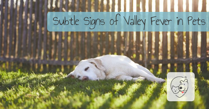 Subtle Signs of Valley Fever in Pets:
Know the symptoms and early tell-signs to keep your pets healthy
softspotapp.com/subtle-signs-o…

#dogs #pets #vets #cats #dog #cat #veterinary #petparents #petcare #petcareservices #petparent #petslovers #petstuff #arizonapets #petadvice #azpets