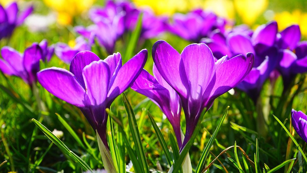 NewOakTree's tweet image. The Home and Garden show is the perfect way to kick off the spring season and get some home inspiration! 🌻 bit.ly/2N4t5s5 #NewOakTree #Ottawa #Community #Spring