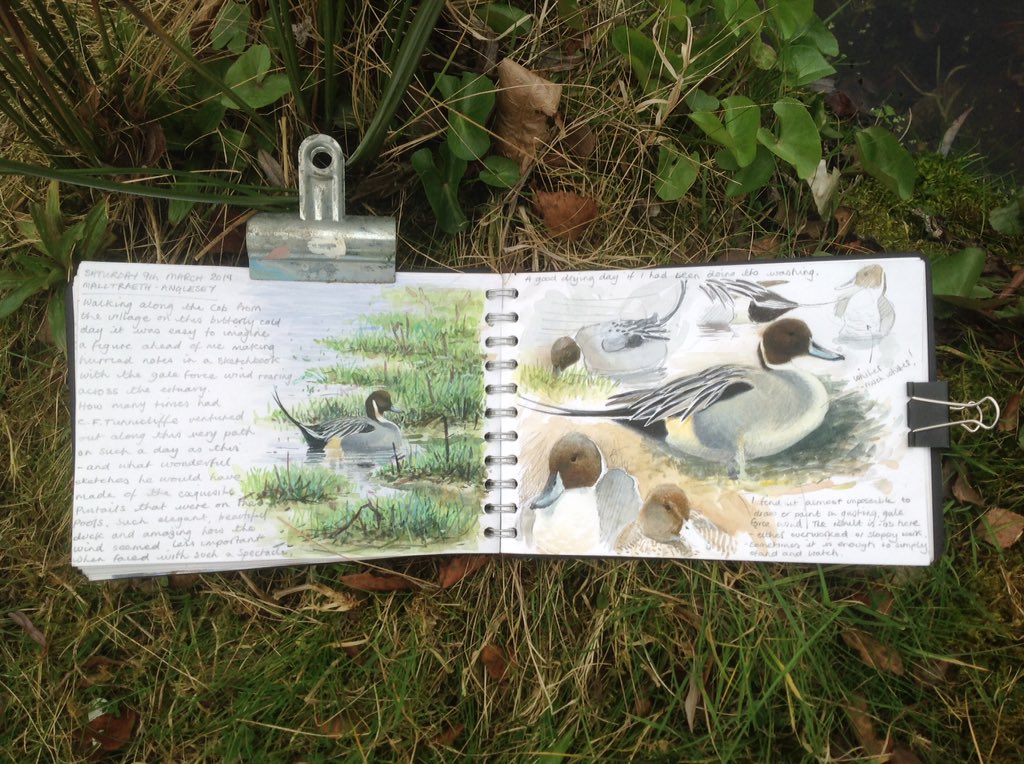 Bitter, gale force winds at #MalltraethAnglesey and the most Pintail I have ever seen together, 40 or more. Like a living Tunnicliffe painting. Also lots of Wigeon, Teal, Curlew and Red Breasted Merganser, #Pintailsketches #CFTunnicliffe #Wildlifesktches #Birdsketches