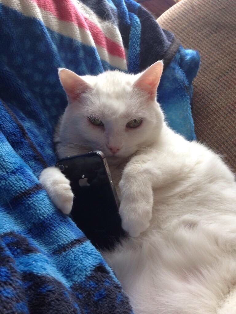 BitchestheCat's tweet photo. Bitches would have been 16-years-old today. We miss her every day, but the joy of having known her far surpasses the pain of having lost her. #purrsistance https://t.co/oANe8cldZZ