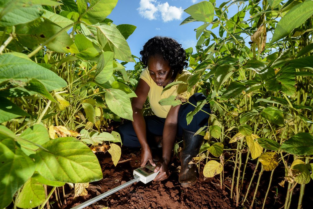 On-the-spot #soil testing is benefiting #farmers and cooperatives in Kenya. Read about this innovative  approach by <a href="/AgroCaresWorld/">AgroCares World</a> and how its support #precisionfarming in CTA’s <a href="/ict_update/">ICT Update</a>  bit.ly/2UInlYj #digitalisation #data4Ag
