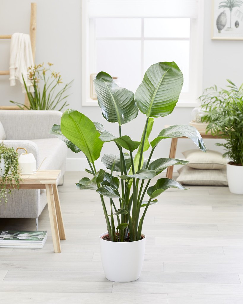 GreenBubble_com's tweet photo. NEW, NEW, NEW 🙋🏼‍♀️ Op https://t.co/kPvrBNHakc vind je heel veel nieuwe, toffe planten 🌿 Welke is jouw favoriet? https://t.co/vSRWPRmmSa