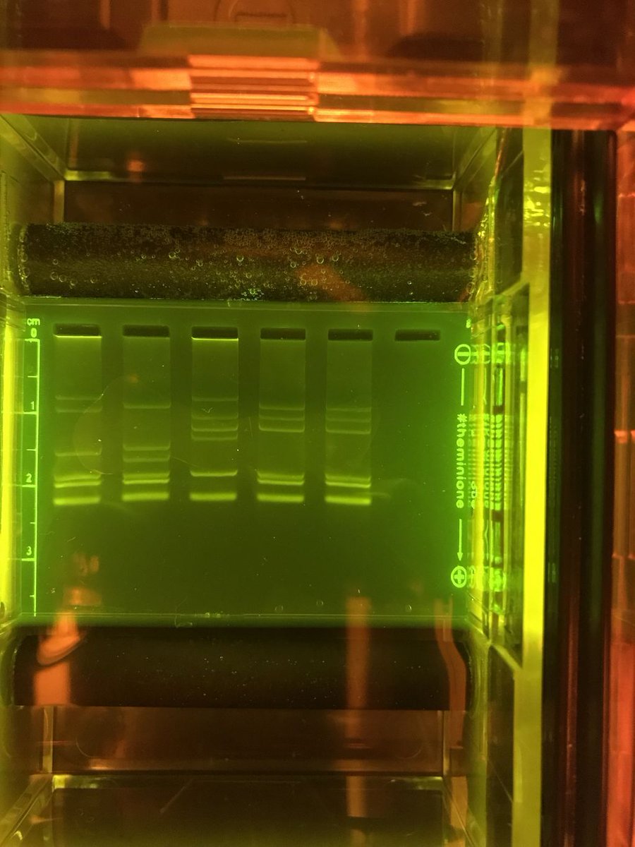 EssexNorthShore's tweet photo. #ENSAcademics and #ENSCTE working together! Forensics students (with equipment from Biotech) performed a gel electrophoresis in order to solve a murder! #HawkTalk #ENSATS https://t.co/qdvQVwSF3v