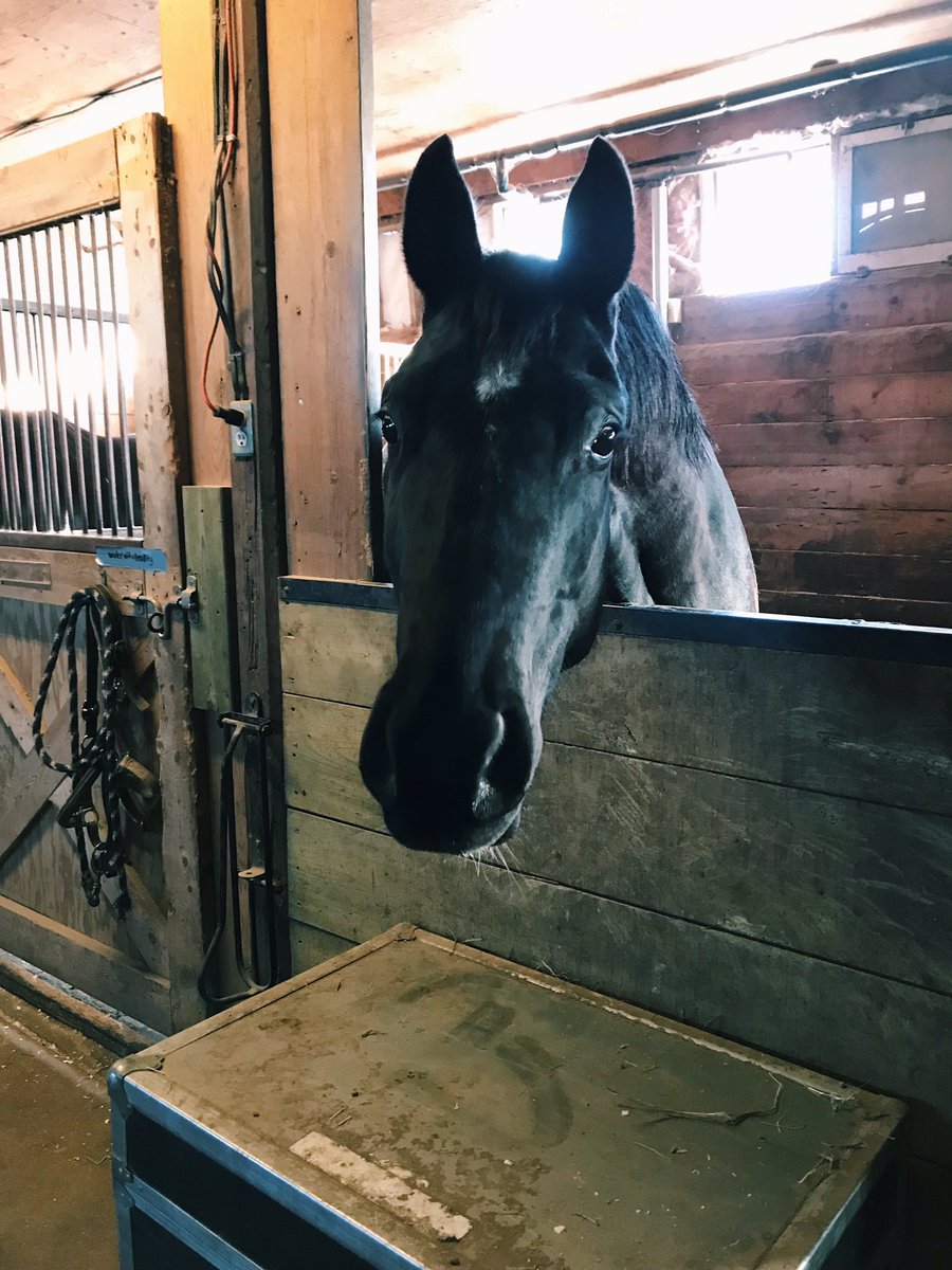 MGstablesWpg's tweet photo. Okay Primrose.. enough cuteness. 🌹

#Warmblood #ForSale #Wolkentanzii #BlackBeauty #horsesoftwitter https://t.co/194DqPDL5v