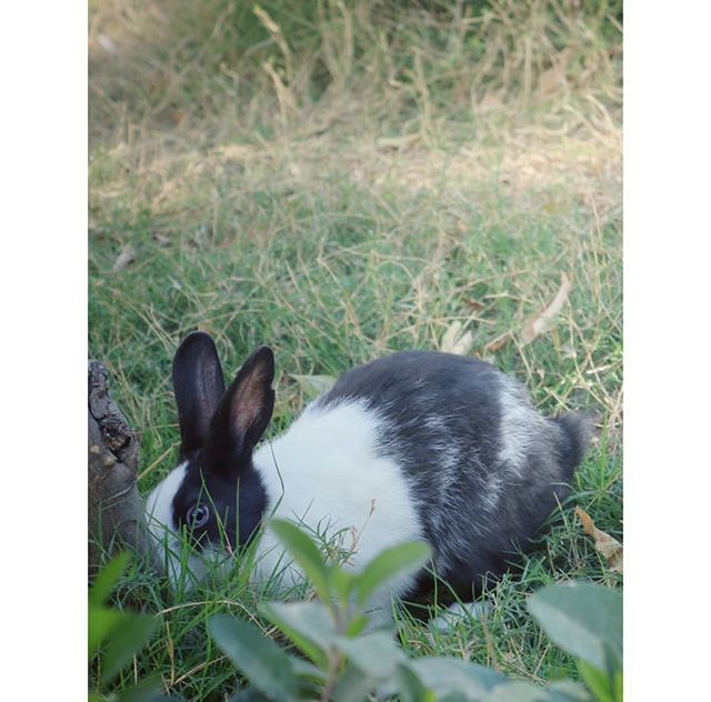 timothy hay for baby rabbits