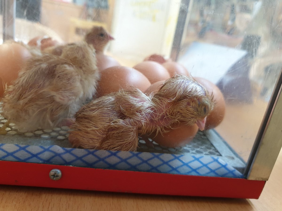 SFX_Nursery's tweet photo. Welcome Olly our forth chick. #chick4 https://t.co/uoya7C4x4s
