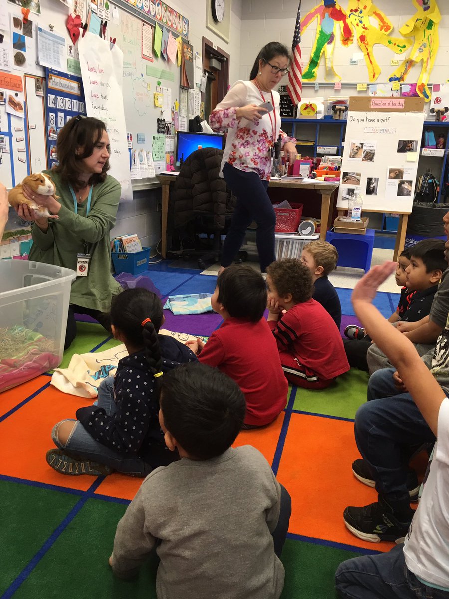misscorribee's tweet photo. Thank you SO MUCH to Mrs. Rutsky for bringing your guinea pigs to visit today! We love them so much 💕 #PetStudy #PreschoolLife #JFKisRedHot @pamhernandez_4 @KrisDeFazio https://t.co/ipPmeNQJZj