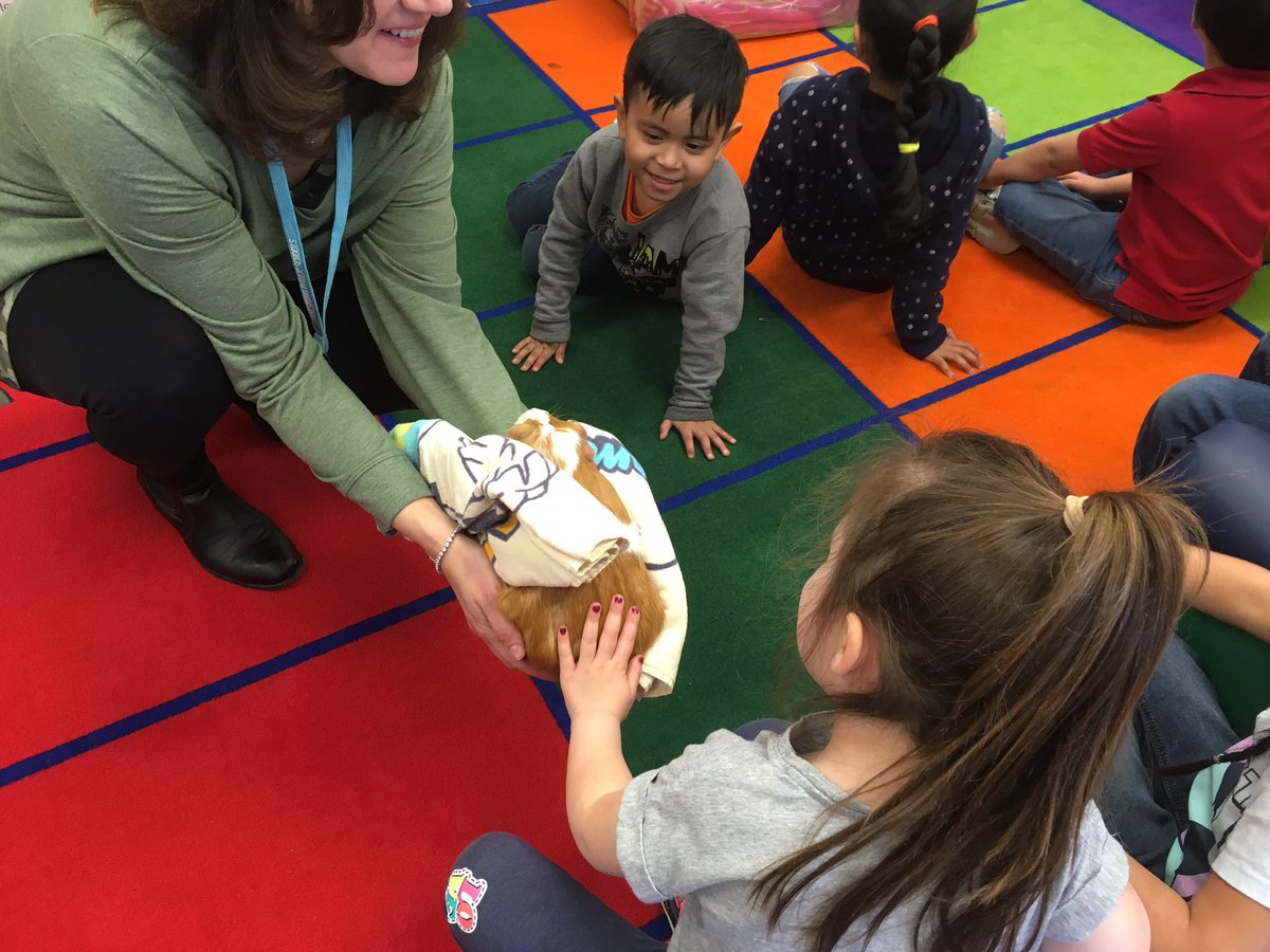 misscorribee's tweet photo. Thank you SO MUCH to Mrs. Rutsky for bringing your guinea pigs to visit today! We love them so much 💕 #PetStudy #PreschoolLife #JFKisRedHot @pamhernandez_4 @KrisDeFazio https://t.co/ipPmeNQJZj