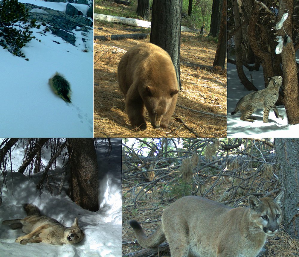 Yosemite National Park On Twitter Great Photo Park Researchers Are Actually Trying To Figure Out If The Fox That S Been Making An Appearance Around Lee Vining Recently Is A Native Sierra Nevada