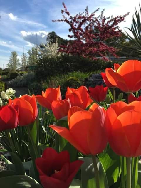 IzabelleCova's tweet photo. #happpytuesday 🌹🍀🌹
#FelizMartes 🌺🌼🍀🌹 https://t.co/qGHJqnUX1n