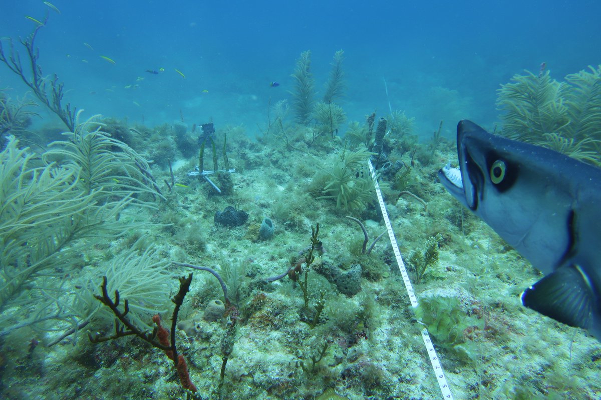 Alastair Harborne 🌱◀️🐟◀️🦈 tweet media