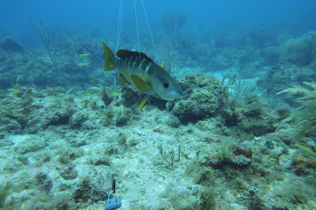 Alastair Harborne 🌱◀️🐟◀️🦈 tweet media