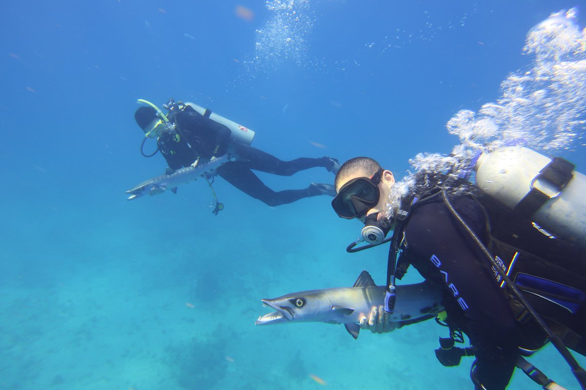 Alastair Harborne 🌱◀️🐟◀️🦈 (@alharborne) on Twitter photo Just finished a great week in the Florida Keys scaring parrotfishes with different models around <a href="/ReefBase/">Aquarius Reef Base</a> with @DaveyKochan and <a href="/RY_Fidler/">Robert Fidler</a>. The crazy things we do for science... <a href="/FIUWater/">FIU Institute of Water and Environment (archived)</a> @FIUTropics <a href="/FIUCASE/">FIU College of Arts, Sciences & Education</a> <a href="/fiuseas/">FIU School of Environment, Arts and Society</a> Just finished a great week in the Florida Keys scaring parrotfishes with different models around <a href="/ReefBase/">Aquarius Reef Base</a> with @DaveyKochan and <a href="/RY_Fidler/">Robert Fidler</a>. The crazy things we do for science... <a href="/FIUWater/">FIU Institute of Water and Environment (archived)</a> @FIUTropics <a href="/FIUCASE/">FIU College of Arts, Sciences & Education</a> <a href="/fiuseas/">FIU School of Environment, Arts and Society</a>